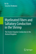 Myelinated Fibers and Saltatory Conduction in the ShrimpThe Fastest Impulse Conduction in the Animal Kingdom /